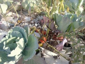 "نجع عون" بالبحيرة تقدم نموذجاً لمواجهة التحديات العصرية 50 - جريدة المساء "نجع عون" بالبحيرة تقدم نموذجاً لمواجهة التحديات العصرية 49 - جريدة المساء