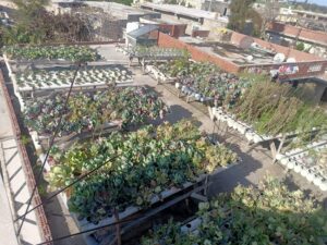 "نجع عون" بالبحيرة تقدم نموذجاً لمواجهة التحديات العصرية 44 - جريدة المساء "نجع عون" بالبحيرة تقدم نموذجاً لمواجهة التحديات العصرية 43 - جريدة المساء