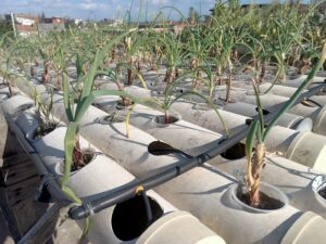 "نجع عون" بالبحيرة تقدم نموذجاً لمواجهة التحديات العصرية 38 - جريدة المساء "نجع عون" بالبحيرة تقدم نموذجاً لمواجهة التحديات العصرية 37 - جريدة المساء