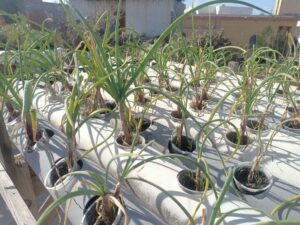 "نجع عون" بالبحيرة تقدم نموذجاً لمواجهة التحديات العصرية 34 - جريدة المساء "نجع عون" بالبحيرة تقدم نموذجاً لمواجهة التحديات العصرية 33 - جريدة المساء