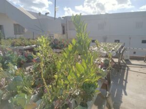 "نجع عون" بالبحيرة تقدم نموذجاً لمواجهة التحديات العصرية 28 - جريدة المساء "نجع عون" بالبحيرة تقدم نموذجاً لمواجهة التحديات العصرية 27 - جريدة المساء