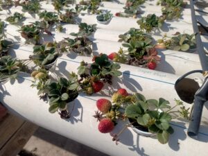 "نجع عون" بالبحيرة تقدم نموذجاً لمواجهة التحديات العصرية 24 - جريدة المساء "نجع عون" بالبحيرة تقدم نموذجاً لمواجهة التحديات العصرية 23 - جريدة المساء