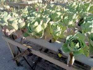 "نجع عون" بالبحيرة تقدم نموذجاً لمواجهة التحديات العصرية 60 - جريدة المساء "نجع عون" بالبحيرة تقدم نموذجاً لمواجهة التحديات العصرية 59 - جريدة المساء