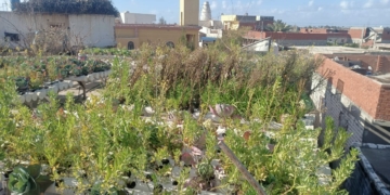 "نجع عون" بالبحيرة تقدم نموذجاً لمواجهة التحديات العصرية 2 - جريدة المساء "نجع عون" بالبحيرة تقدم نموذجاً لمواجهة التحديات العصرية 1 - جريدة المساء