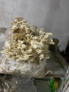 "نجع عون" بالبحيرة تقدم نموذجاً لمواجهة التحديات العصرية 26 - جريدة المساء "نجع عون" بالبحيرة تقدم نموذجاً لمواجهة التحديات العصرية 25 - جريدة المساء