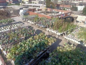 "نجع عون" بالبحيرة تقدم نموذجاً لمواجهة التحديات العصرية 58 - جريدة المساء "نجع عون" بالبحيرة تقدم نموذجاً لمواجهة التحديات العصرية 57 - جريدة المساء