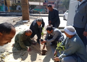 رفع كفاءة الطرق وتركيب أعمدة إنارة واستمرار حملات النظافة والتجميل وزراعة أشجار بمركز أبو قرقاص بالمنيا 15 - جريدة المساء