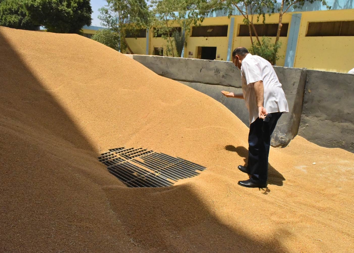 توريد 1136 طن قمح للشون والصوامع .. بأسيوط 17 - جريدة المساء