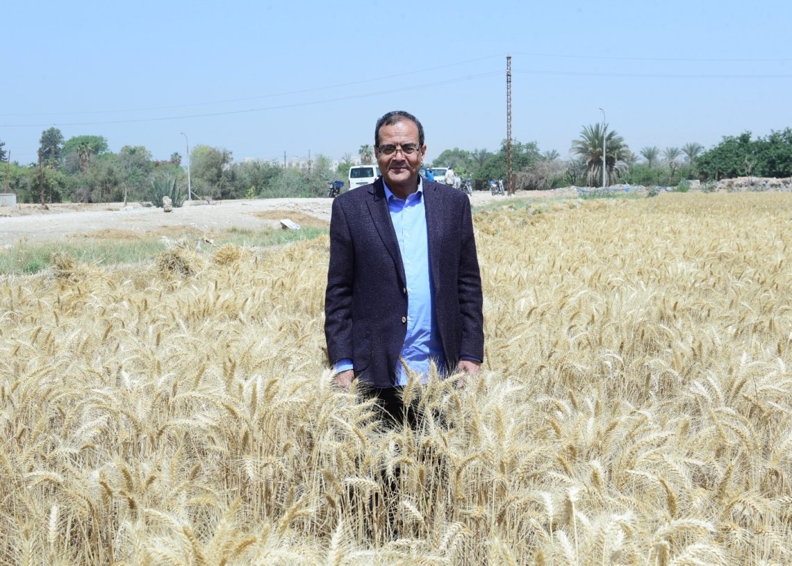 رئيس جامعة سوهاج يشهد بدء موسم حصاد القمح بمزرعة الكوثر 18 - جريدة المساء