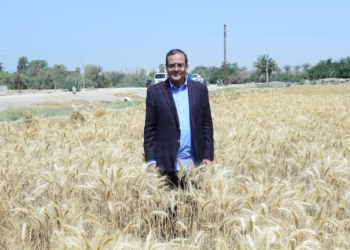 رئيس جامعة سوهاج يشهد بدء موسم حصاد القمح بمزرعة الكوثر 17 - جريدة المساء