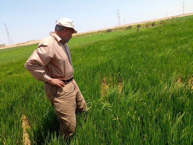 مؤشر البحث العلمي شهر مارس 2023 265 مليون جنيه قيمة دعم المشروعات البحثية في مجال الزراعة 18 - جريدة المساء