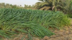 " البونيكام" الحل للسيطرة علي جنون أسعار الاعلاف 25 - جريدة المساء