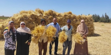 متابعة محصول القمح بجنوب سيناء 9 - جريدة المساء