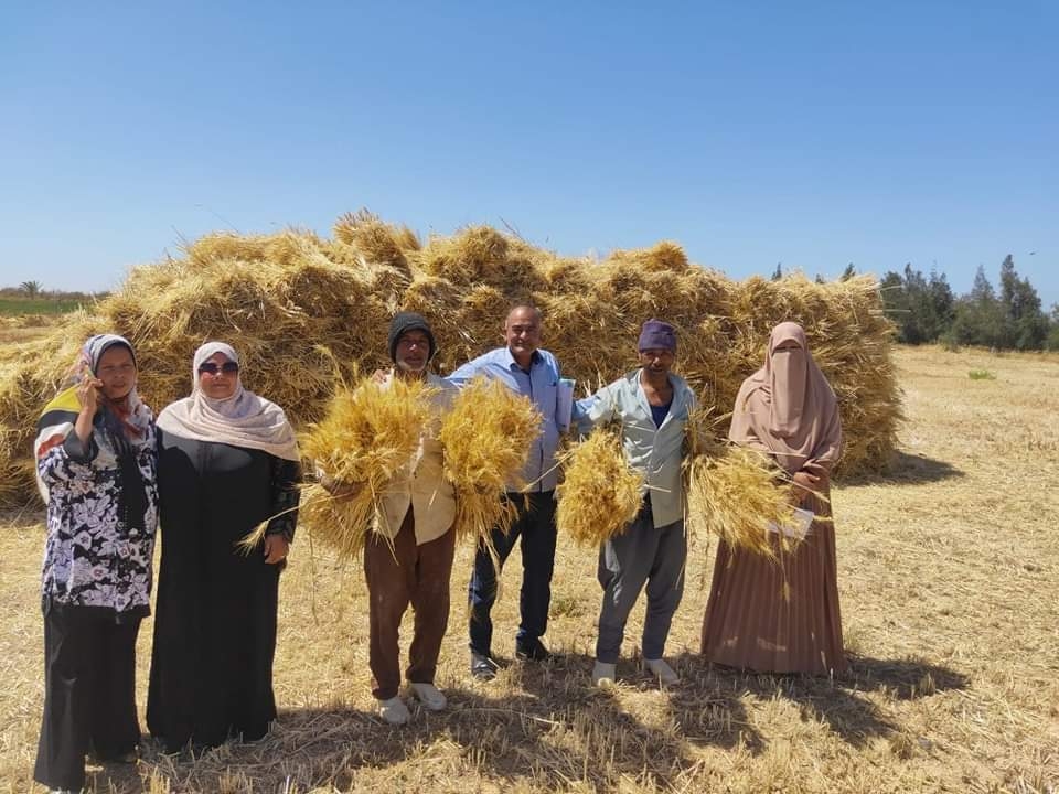 متابعة محصول القمح بجنوب سيناء 27 - جريدة المساء