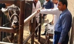 لتحسين السلالات المحلية.. المسح التناسلي والتلقيح الاصطناعي الشامل لـ 7 آلاف رأس ماشية بالشرقية 1 - جريدة المساء