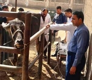 لتحسين السلالات المحلية.. المسح التناسلي والتلقيح الاصطناعي الشامل لـ 7 آلاف رأس ماشية بالشرقية 19 - جريدة المساء