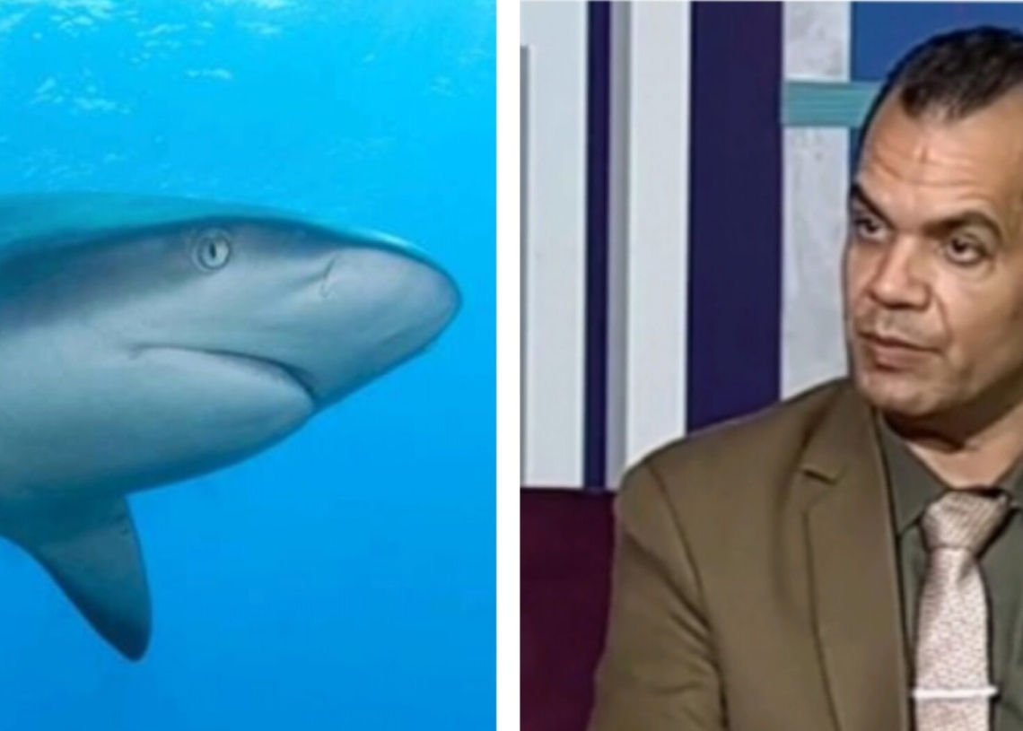 د.خالد عبده يرصد إجراءات السلامة والأمان لتجنب مخاطر الكائنات البحرية 19 - جريدة المساء