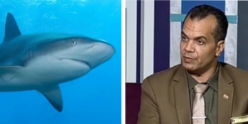 د.خالد عبده يرصد إجراءات السلامة والأمان لتجنب مخاطر الكائنات البحرية 1 - جريدة المساء