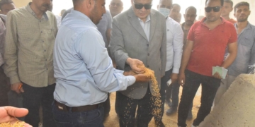 توريد 135 ألف طن قمح بـ 28 شونة ومركز تجميع حتى اليوم بأسيوط 1 - جريدة المساء