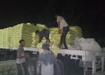 وصول كميات كبيرة من تقاوي القمح للإدارة الزراعية بالقنطرة شرق 17 - جريدة المساء