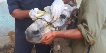 «الزراعة» تطلق قافلة بيطرية لعلاج مواشي صغار المربين مجانا بمحافظة المنيا 2 - جريدة المساء «الزراعة» تطلق قافلة بيطرية لعلاج مواشي صغار المربين مجانا بمحافظة المنيا 1 - جريدة المساء