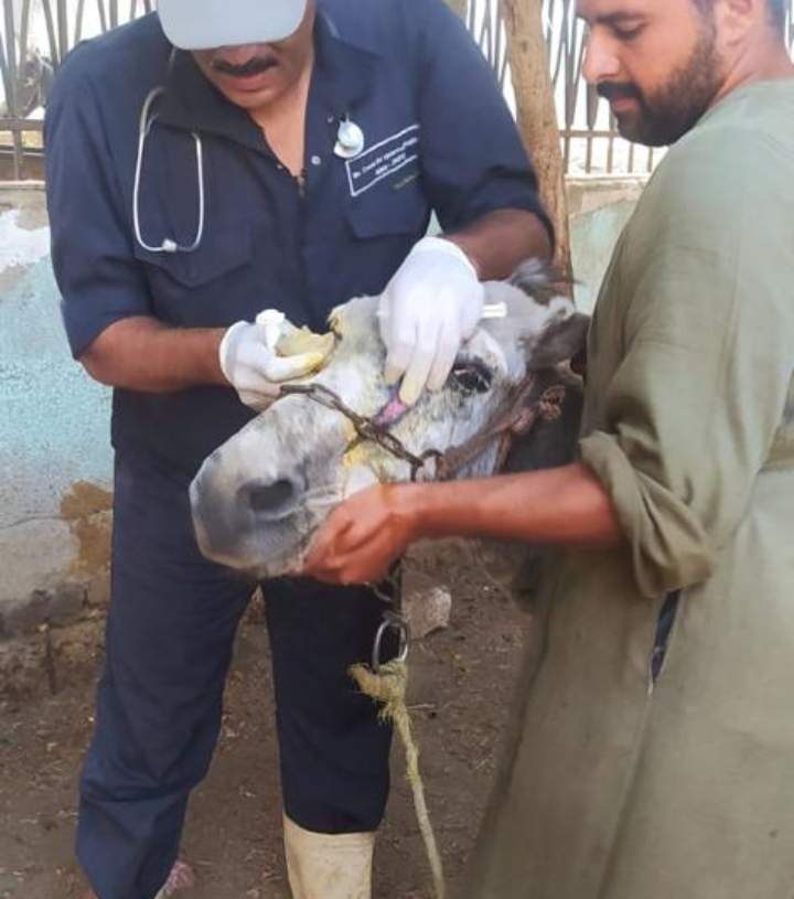 «الزراعة» تطلق قافلة بيطرية لعلاج مواشي صغار المربين مجانا بمحافظة المنيا 20 - جريدة المساء «الزراعة» تطلق قافلة بيطرية لعلاج مواشي صغار المربين مجانا بمحافظة المنيا 19 - جريدة المساء