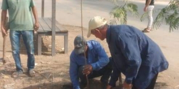 زراعة 212 شجرة مثمرة وزينة بمركزي المنيا ومطاى 1 - جريدة المساء