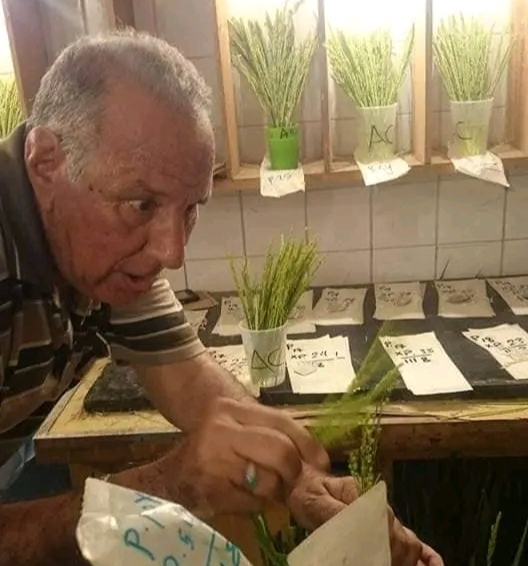 محطة البحوث الزراعية بسخا تنعي بحزن عميق العالم الدكتور عبدالسلام دراز 18 - جريدة المساء