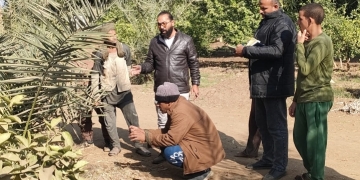 المركزي للنخيل ينظم يوم لتوعية المزارعين بأهمية خدمة النخيل 1 - جريدة المساء