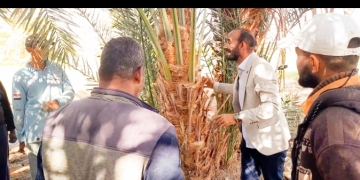 مكافحة الآفات تبدأ حملة وقاية محصول القمح من القوارض وتكافح سوسة النخيل الحمراء 1 - جريدة المساء