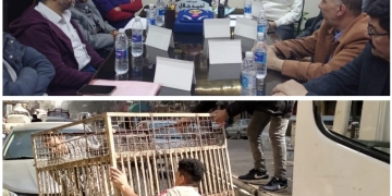 جهود حي العمرانية اليوم || انعقاد المجلس التنفيذى..رفع211 حالة إشغال ب9 شوارع..صيانة بالطرق 1 - جريدة المساء