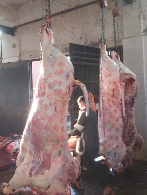 "بيطري المنيا" : يحرر 51 محضراً ويضبط طن لحوم غير صالحة خلال مارس الجارى 18 - جريدة المساء "بيطري المنيا" : يحرر 51 محضراً ويضبط طن لحوم غير صالحة خلال مارس الجارى 17 - جريدة المساء