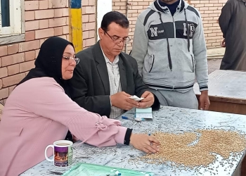 توريد 13 ألفًا و 836 طنًا من القمح في الدقهلية 25 - جريدة المساء