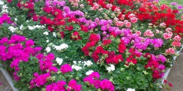 "الزراعة" تتلقى طلبات المشاركة فى النسخة 91 لمعرض زهور الربيع 1 - جريدة المساء