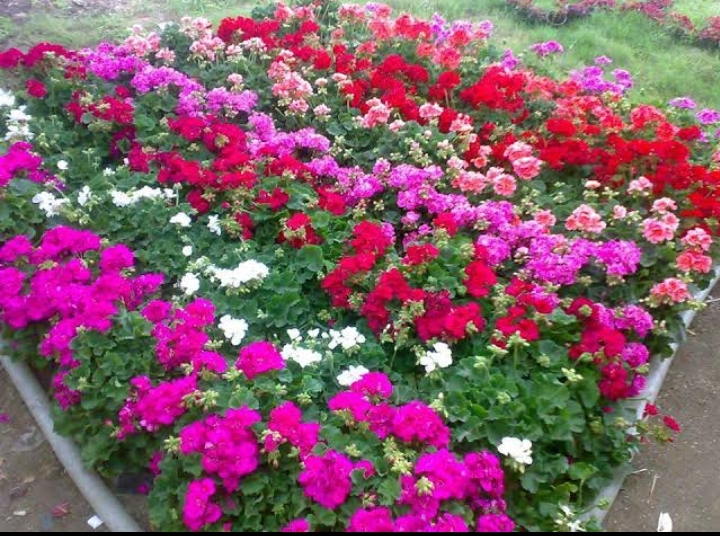 "الزراعة" تتلقى طلبات المشاركة فى النسخة 91 لمعرض زهور الربيع 19 - جريدة المساء