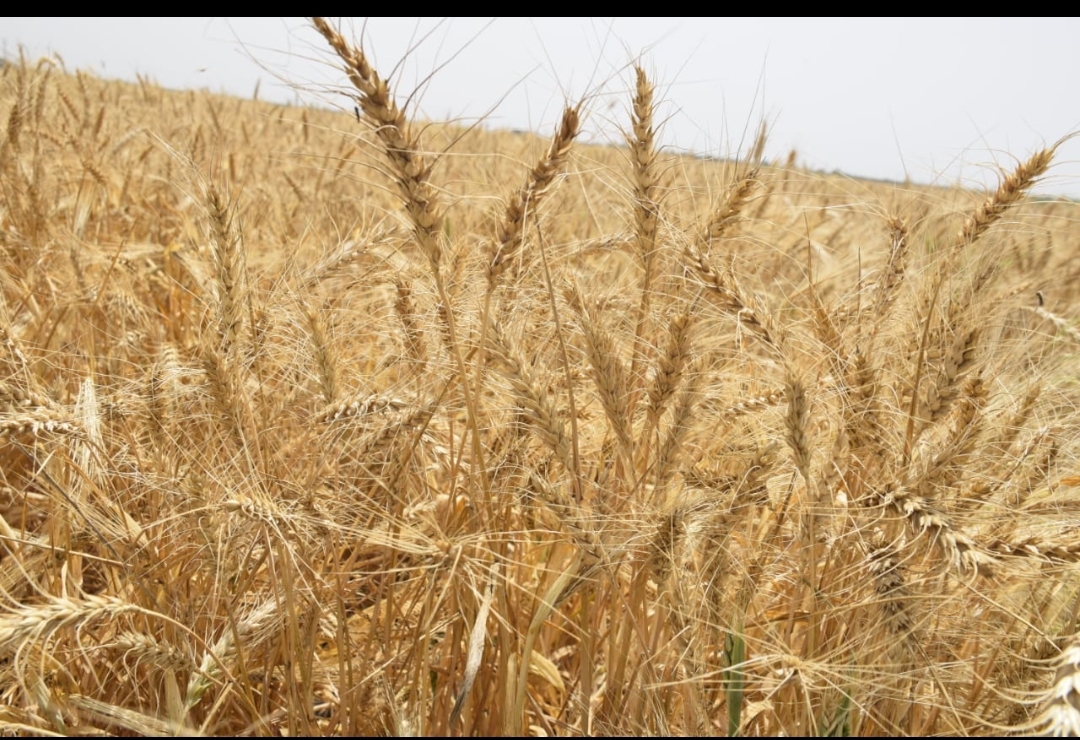 اطلاق خطة شاملة استعدادا لموسم زراعة القمح عبر توفير مستلزمات الإنتاج 17 - جريدة المساء