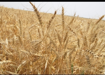 اطلاق خطة شاملة استعدادا لموسم زراعة القمح عبر توفير مستلزمات الإنتاج 21 - جريدة المساء