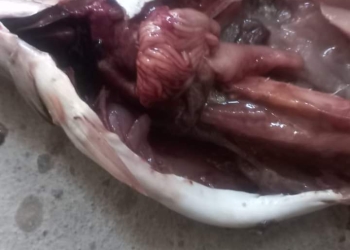 ضبط 2250 كجم أسماك مجمدة ولحوم مفرومة وكبده غير صالحة للإستهلاك الآدمي.. في البحيرة 19 - جريدة المساء