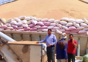 توريد 20 ألف طن قمح.. في سوهاج 19 - جريدة المساء