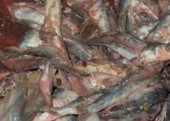 ضبط طن لحوم و دواجن وأسماك غير صالحة للاستهلاك الآدمى..بالمنوفية 27 - جريدة المساء