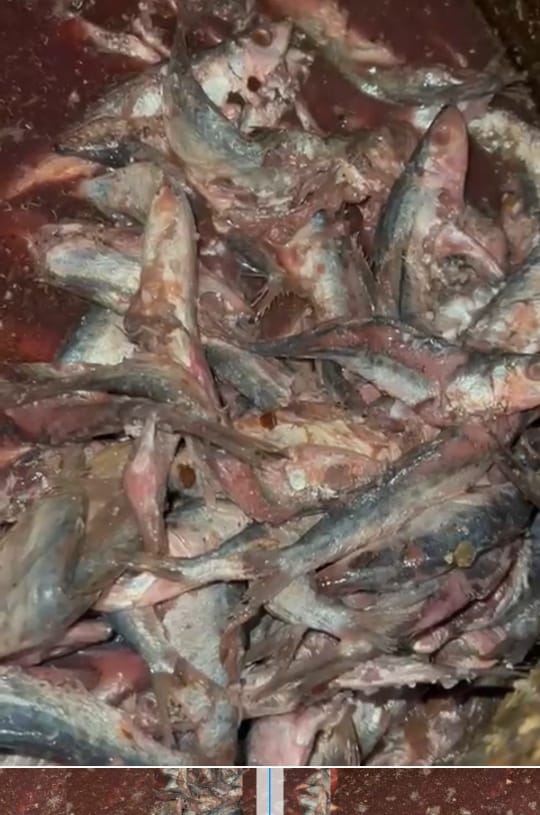 ضبط طن لحوم و دواجن وأسماك غير صالحة للاستهلاك الآدمى..بالمنوفية 19 - جريدة المساء