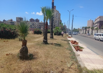 حملات للتشجير وزيادة الرقعة الخضراء بحي غرب .. في الإسكندرية 28 - جريدة المساء