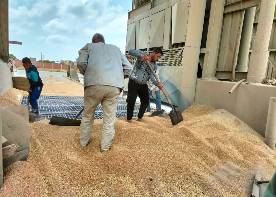 توريد ٤٣١٧٧ طن قمح في الإسكندرية 19 - جريدة المساء