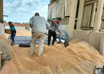 توريد ٤٣١٧٧ طن قمح في الإسكندرية 19 - جريدة المساء