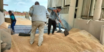 توريد ٤٣١٧٧ طن قمح في الإسكندرية 1 - جريدة المساء