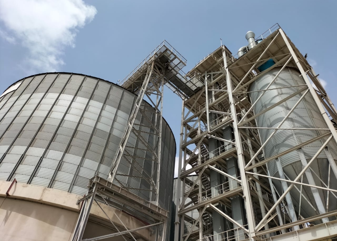 "٥٥٣٧٨ طن".. حصيلة توريد القمح بالإسكندرية 19 - جريدة المساء