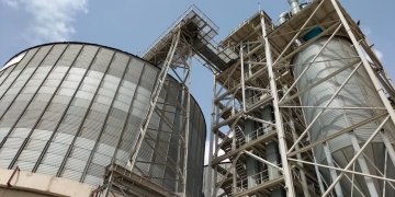 "٥٥٣٧٨ طن".. حصيلة توريد القمح بالإسكندرية 1 - جريدة المساء