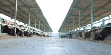 "الجود": إطلاق صك الأضحية لاستهداف أكبر عدد من الأسر الأكثر إستحقاقًا في الصعيد 1 - جريدة المساء