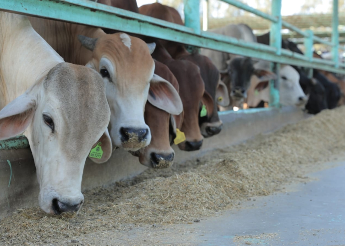 مصر الخير" تطلق حملة "صك الأضحية" لخدمة القرى الأكثر استحقاقاً 20 - جريدة المساء مصر الخير" تطلق حملة "صك الأضحية" لخدمة القرى الأكثر استحقاقاً 19 - جريدة المساء