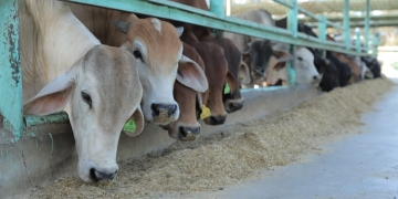 مصر الخير" تطلق حملة "صك الأضحية" لخدمة القرى الأكثر استحقاقاً 2 - جريدة المساء مصر الخير" تطلق حملة "صك الأضحية" لخدمة القرى الأكثر استحقاقاً 1 - جريدة المساء